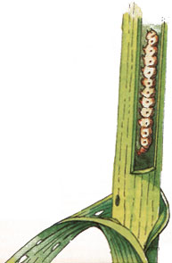 
Corn worm damage.
